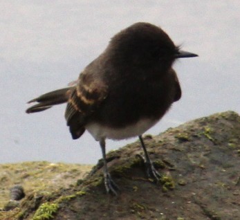 Black Phoebe - ML639691863