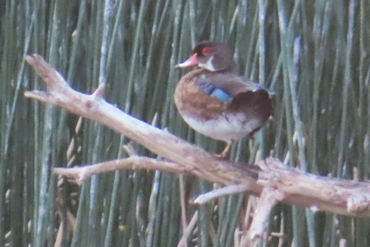 Wood Duck - ML639691864