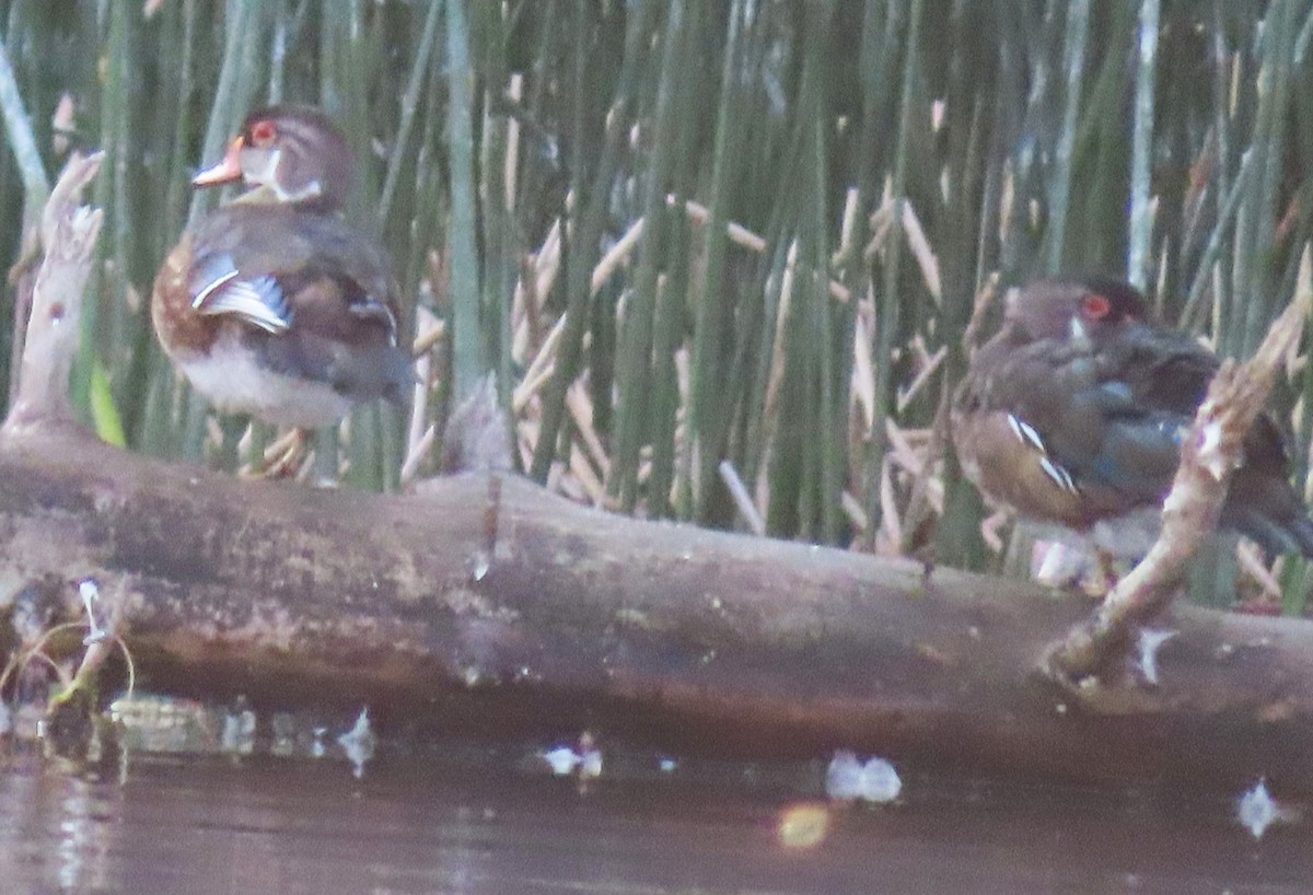 Wood Duck - ML639691865