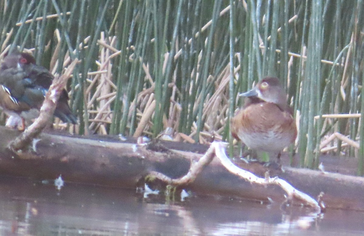 Wood Duck - ML639691866