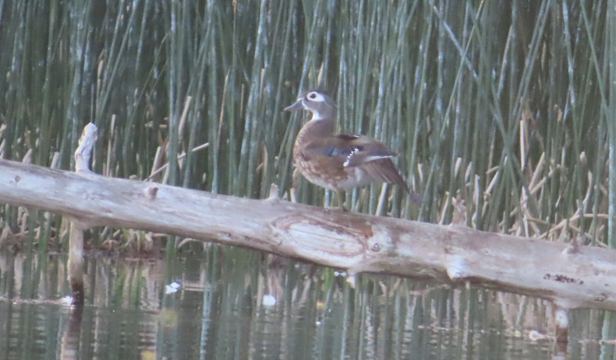 Wood Duck - ML639691867