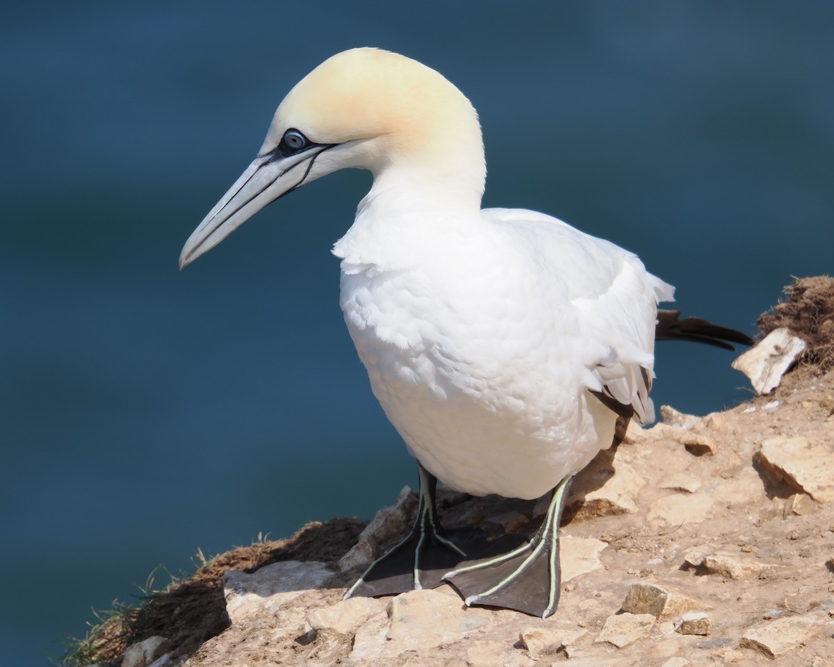 Northern Gannet - ML639691868