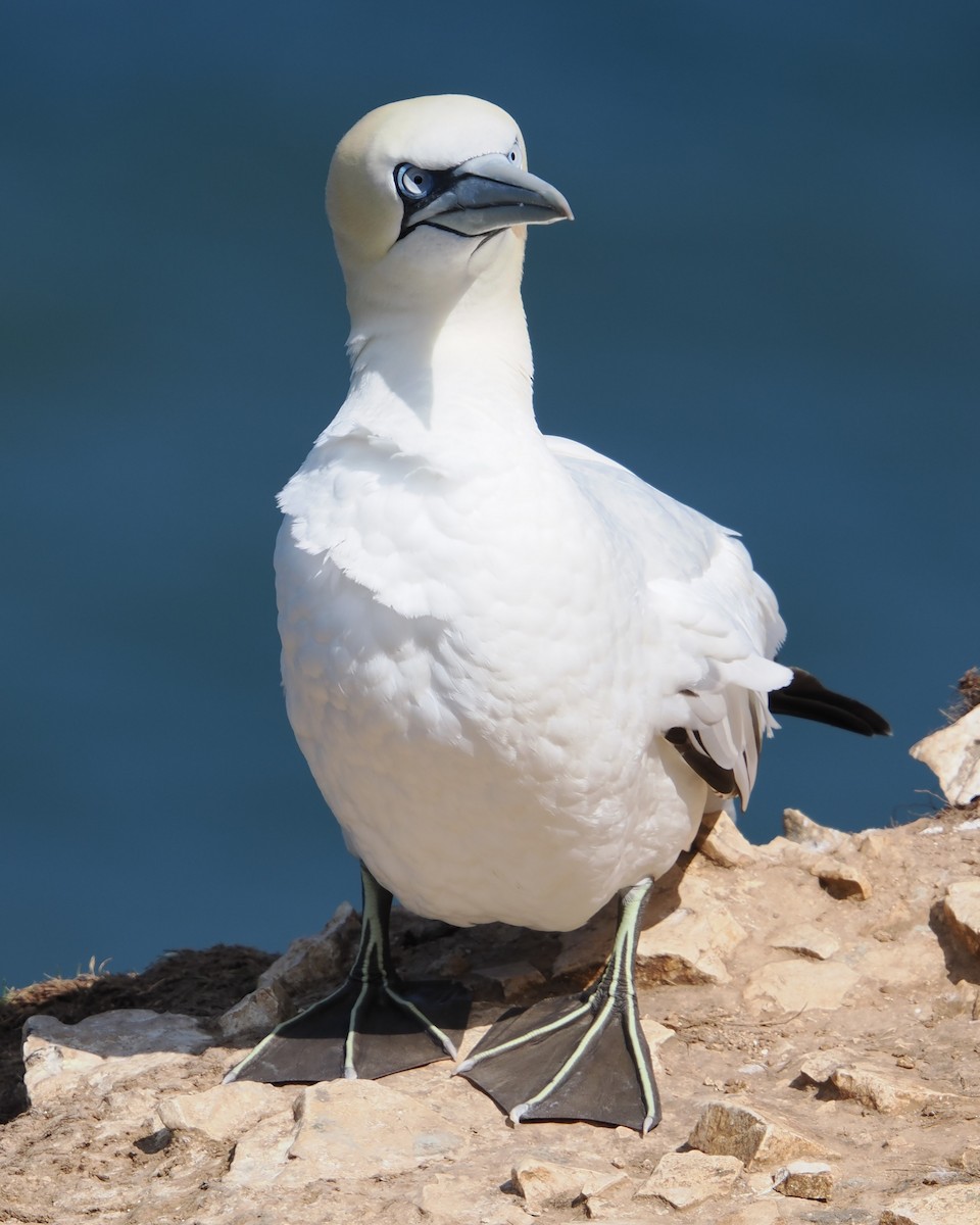 Northern Gannet - ML639691869