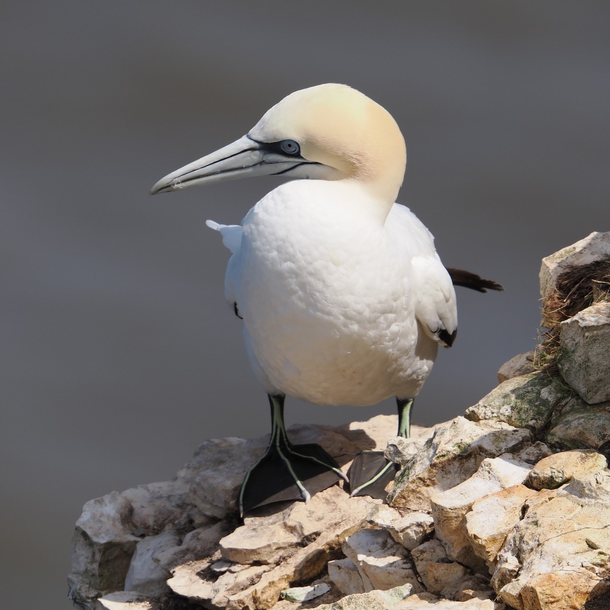 Northern Gannet - ML639691870