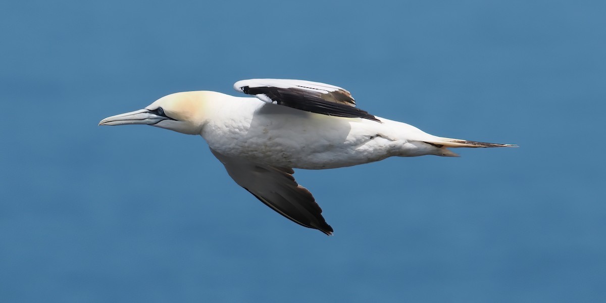 Northern Gannet - ML639691871
