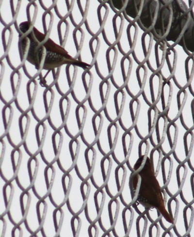 Scaly-breasted Munia - ML639691872