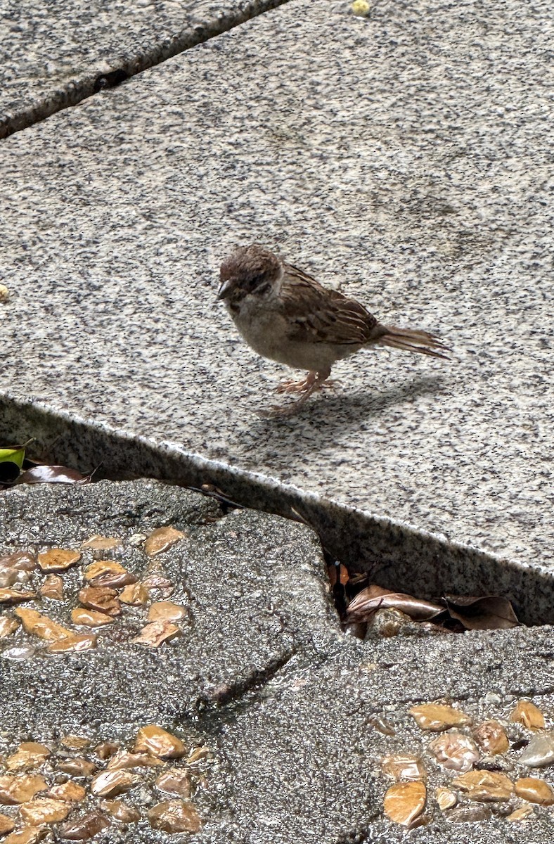 Eurasian Tree Sparrow - ML639691876