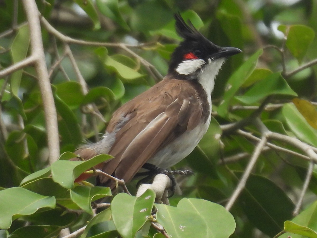 Red-whiskered Bulbul - ML639691880