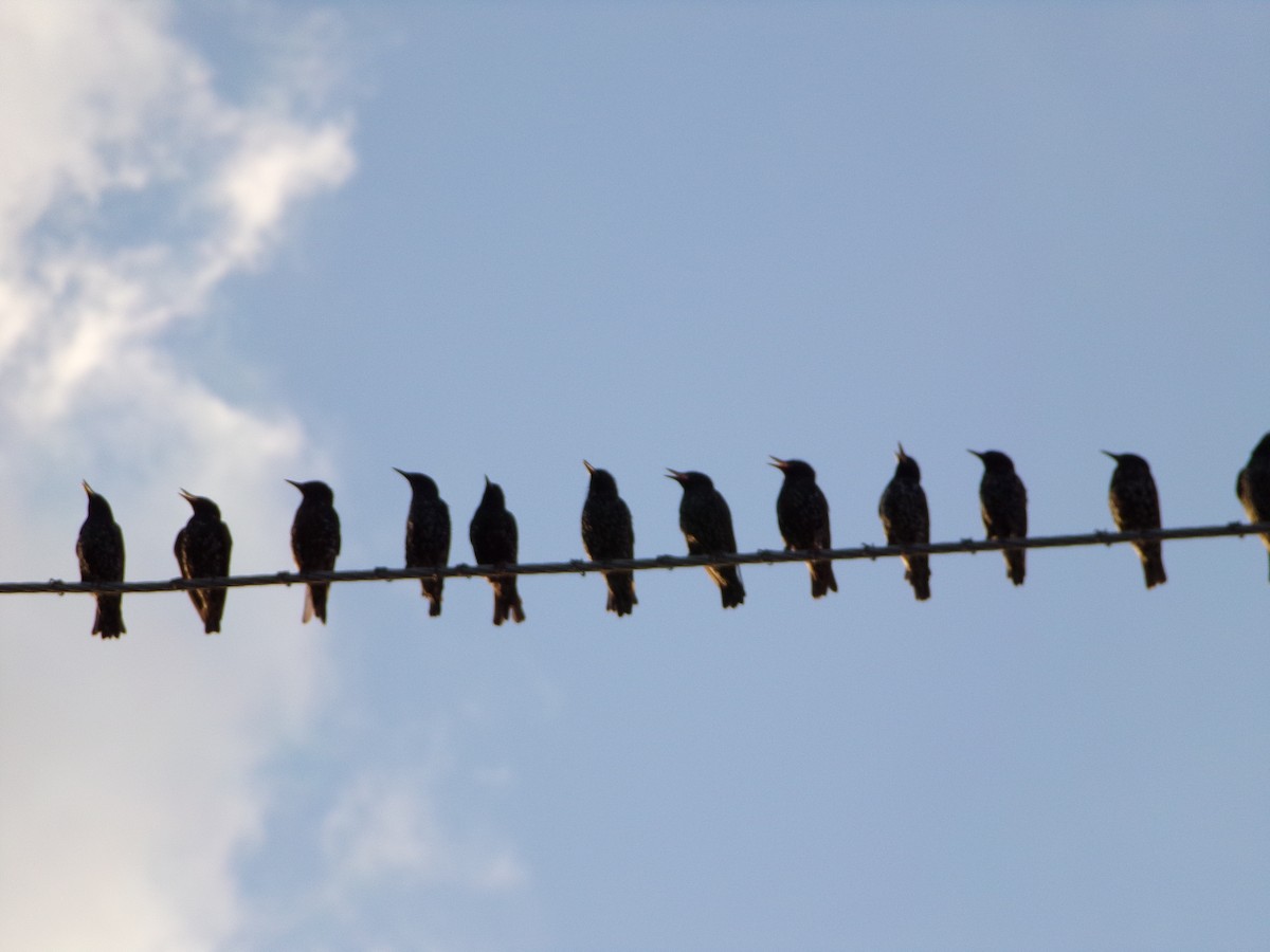 European Starling - ML639691882
