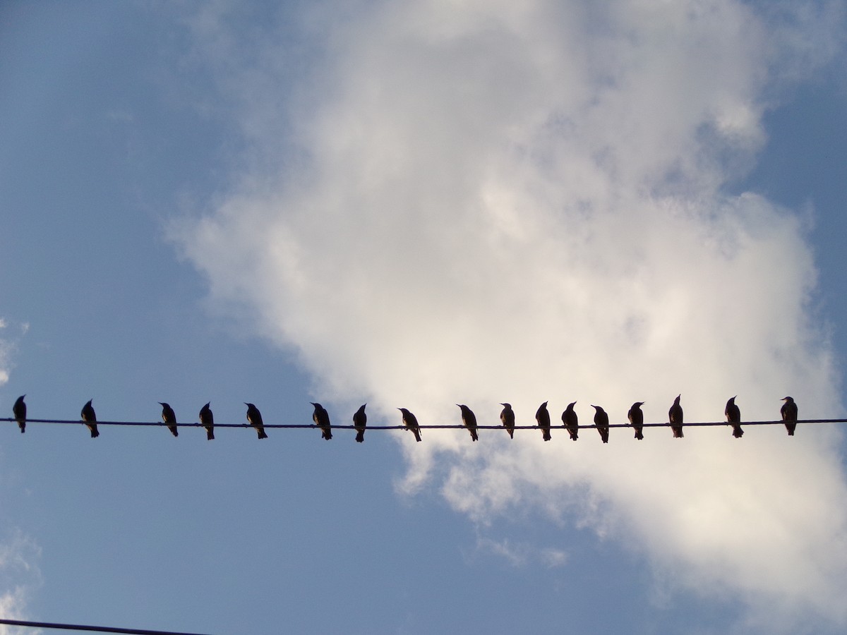 European Starling - ML639691884