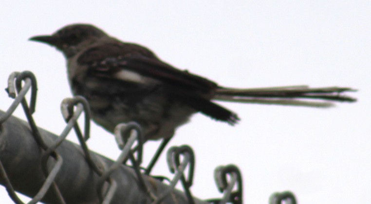 Northern Mockingbird - ML639691887