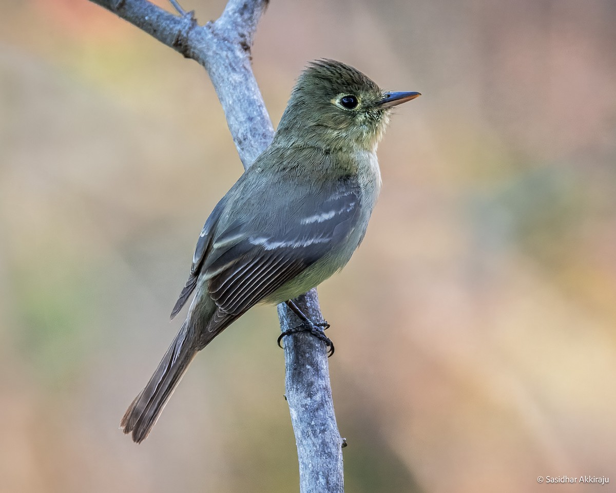 Western Flycatcher - ML639691970