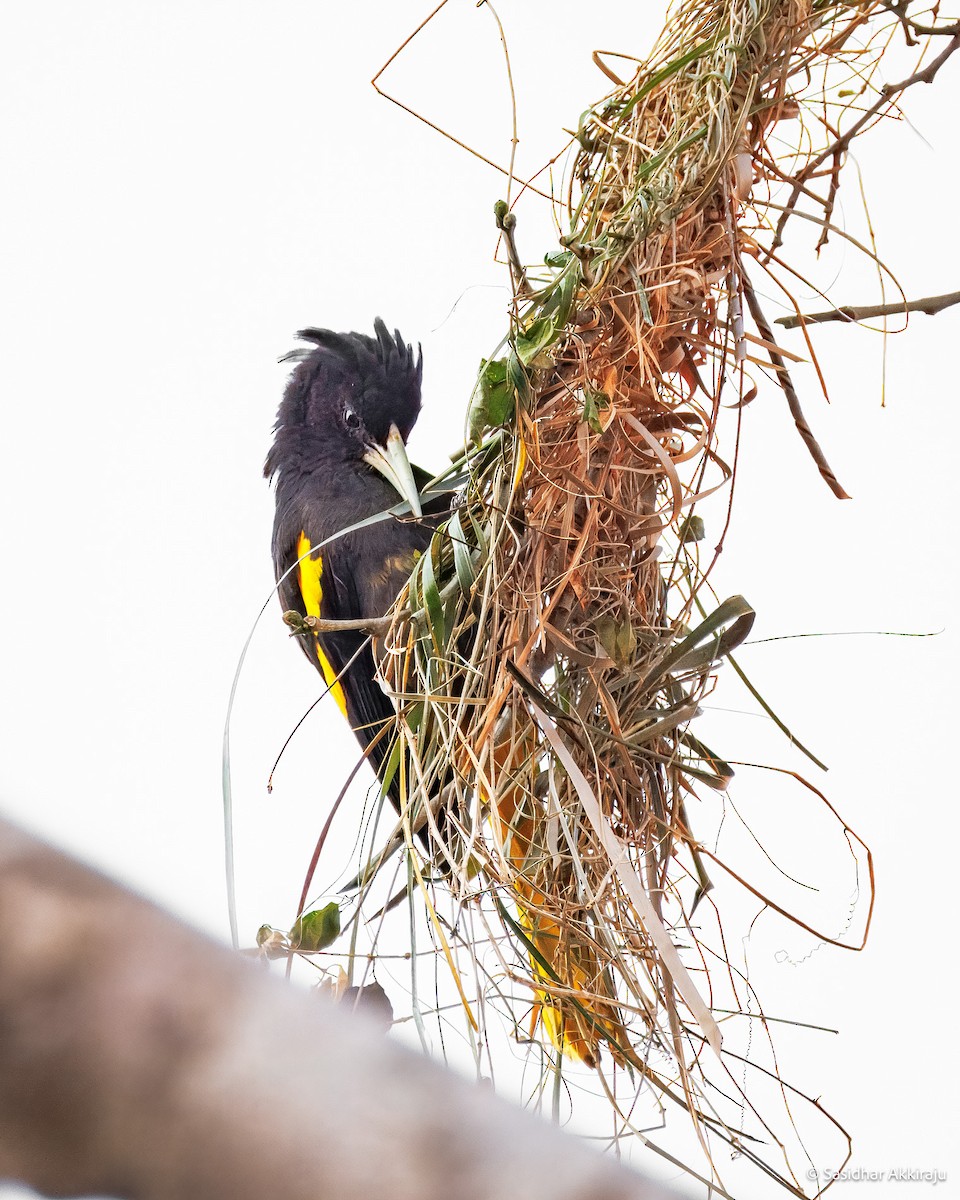 Yellow-winged Cacique - ML639691977