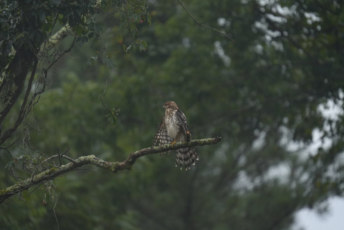 Cooper's Hawk - ML639691981