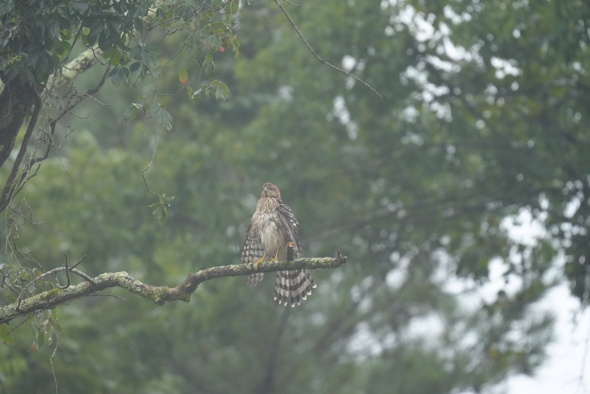 Cooper's Hawk - ML639691982