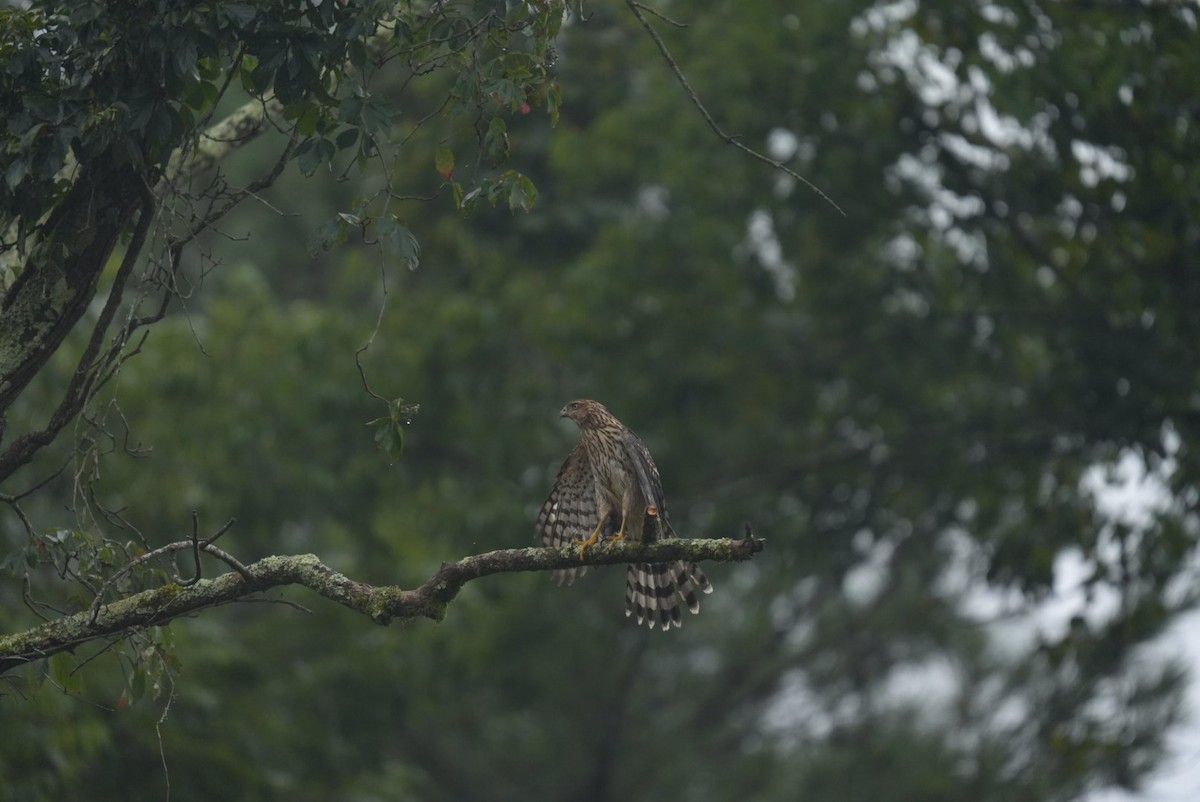 Cooper's Hawk - ML639691983