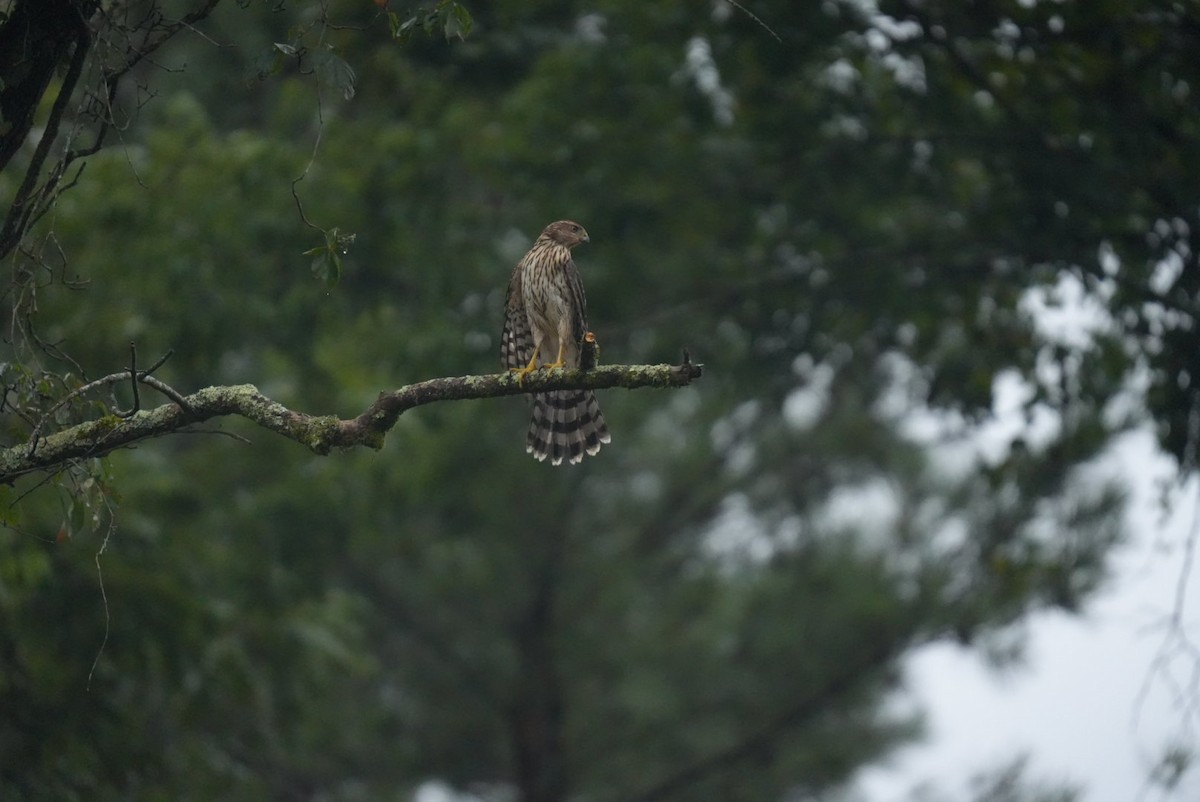 Cooper's Hawk - ML639691984