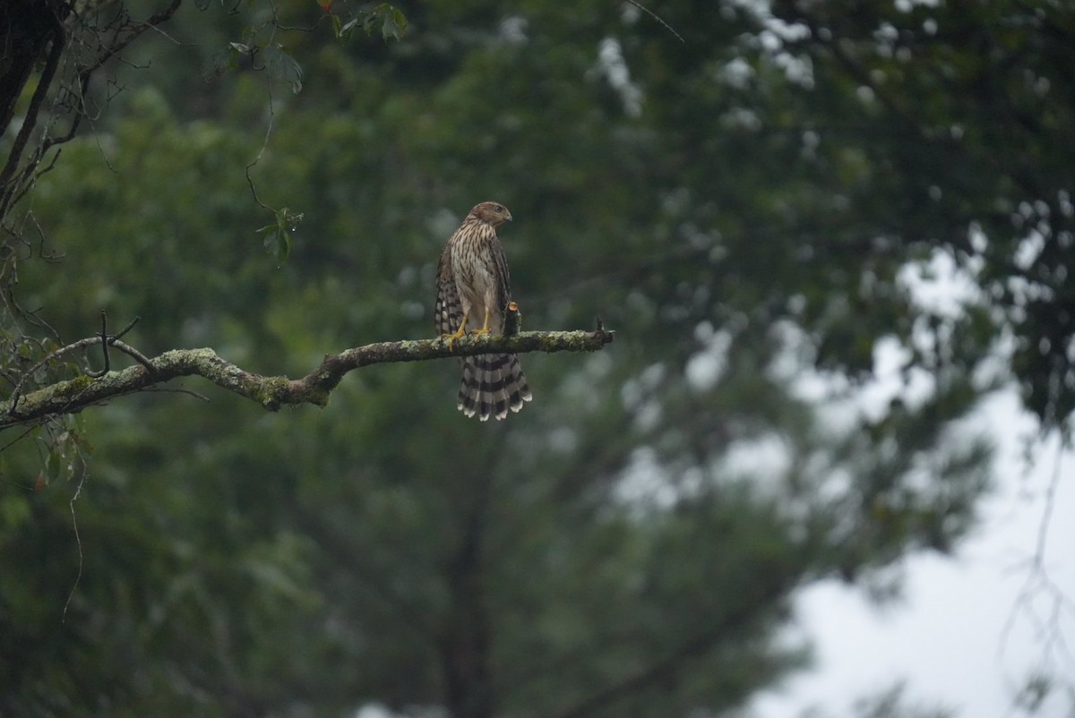 Cooper's Hawk - ML639691985