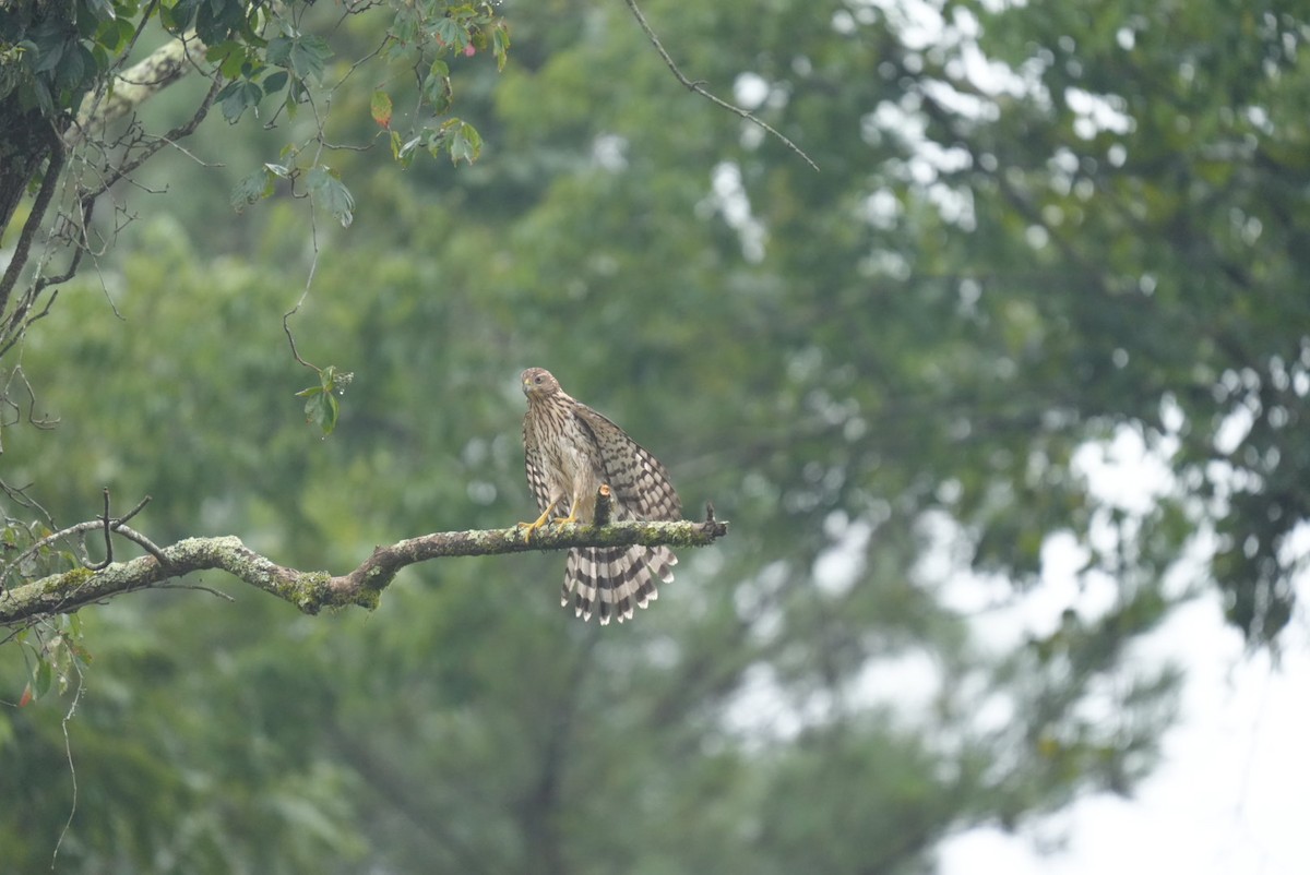 Cooper's Hawk - ML639691987