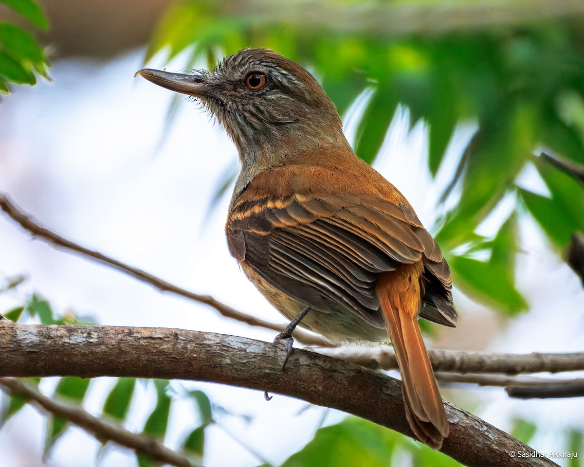 Bright-rumped Attila - ML639691998