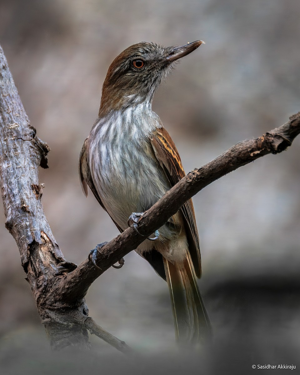 Bright-rumped Attila - ML639691999