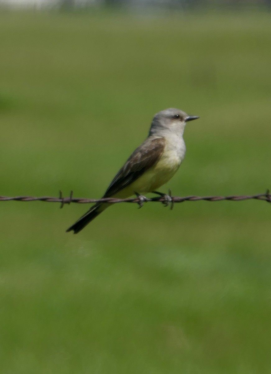 Western Kingbird - ML639692004