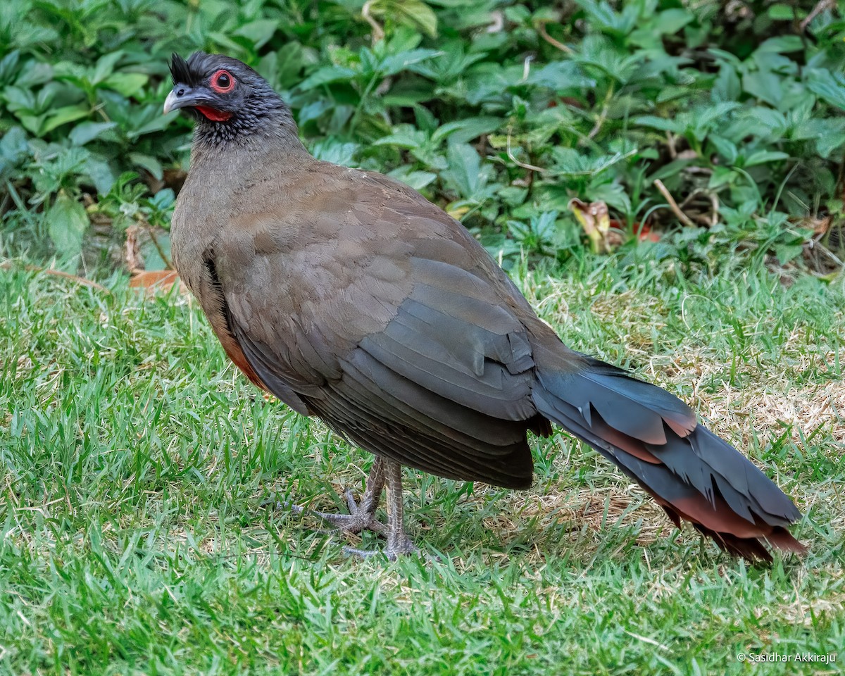 Rufous-bellied Chachalaca - ML639692011