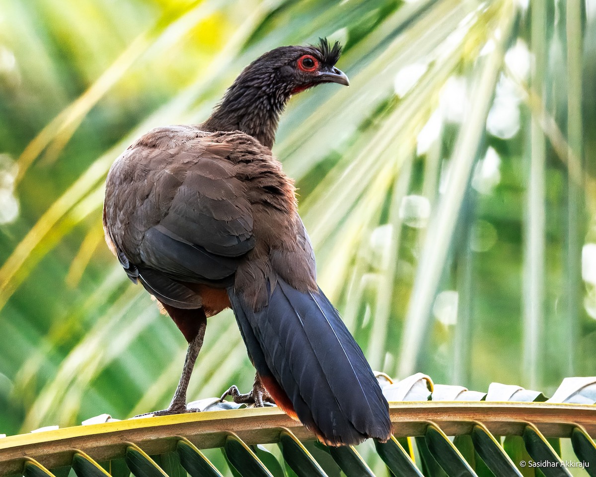 Rufous-bellied Chachalaca - ML639692013