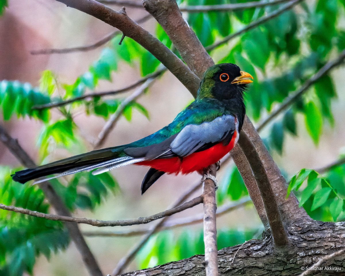 Coppery-tailed Trogon - ML639692022