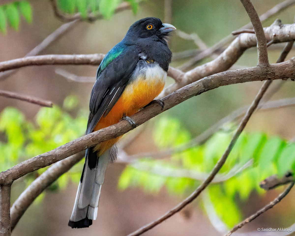 Citreoline Trogon - ML639692025