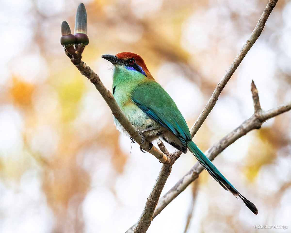 Russet-crowned Motmot - ML639692026