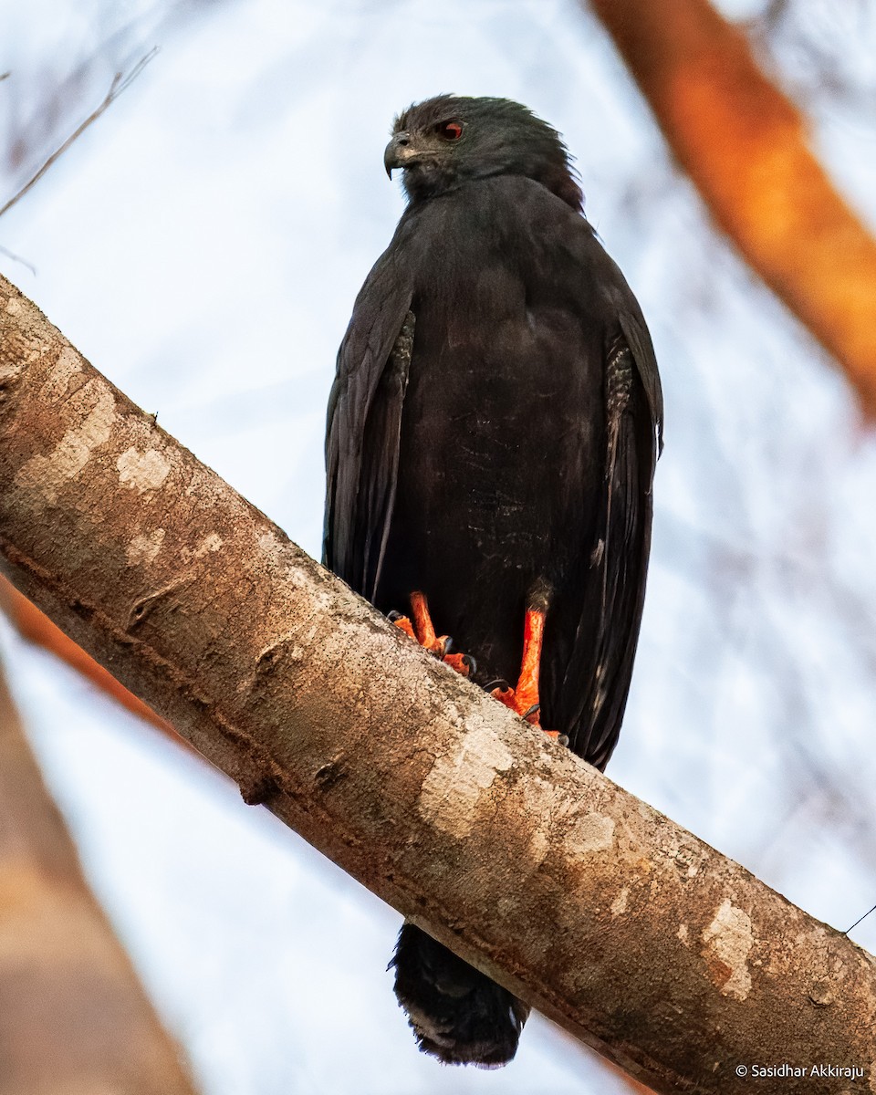 Crane Hawk (Blackish) - ML639692042