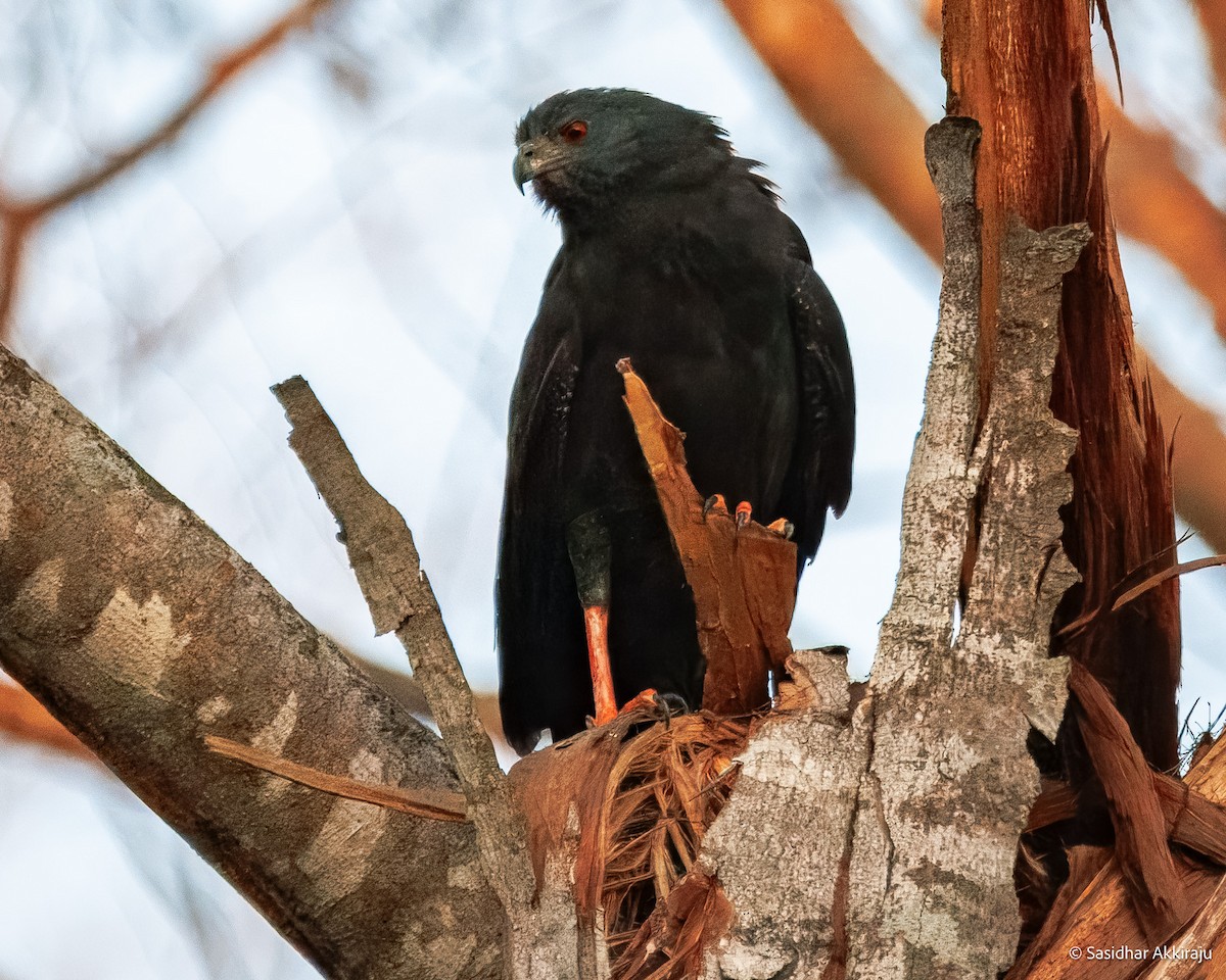 Crane Hawk (Blackish) - ML639692043
