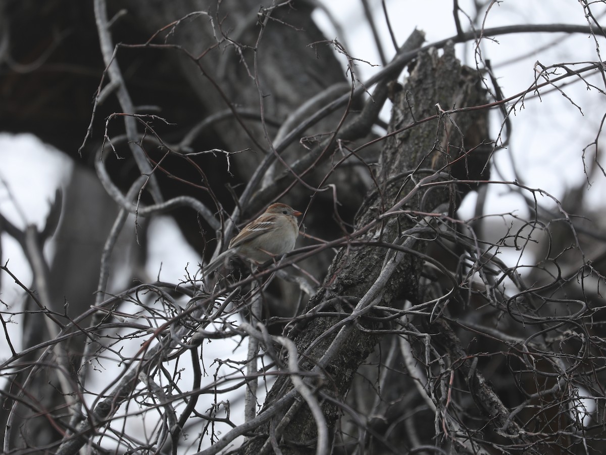 Field Sparrow - ML639692046