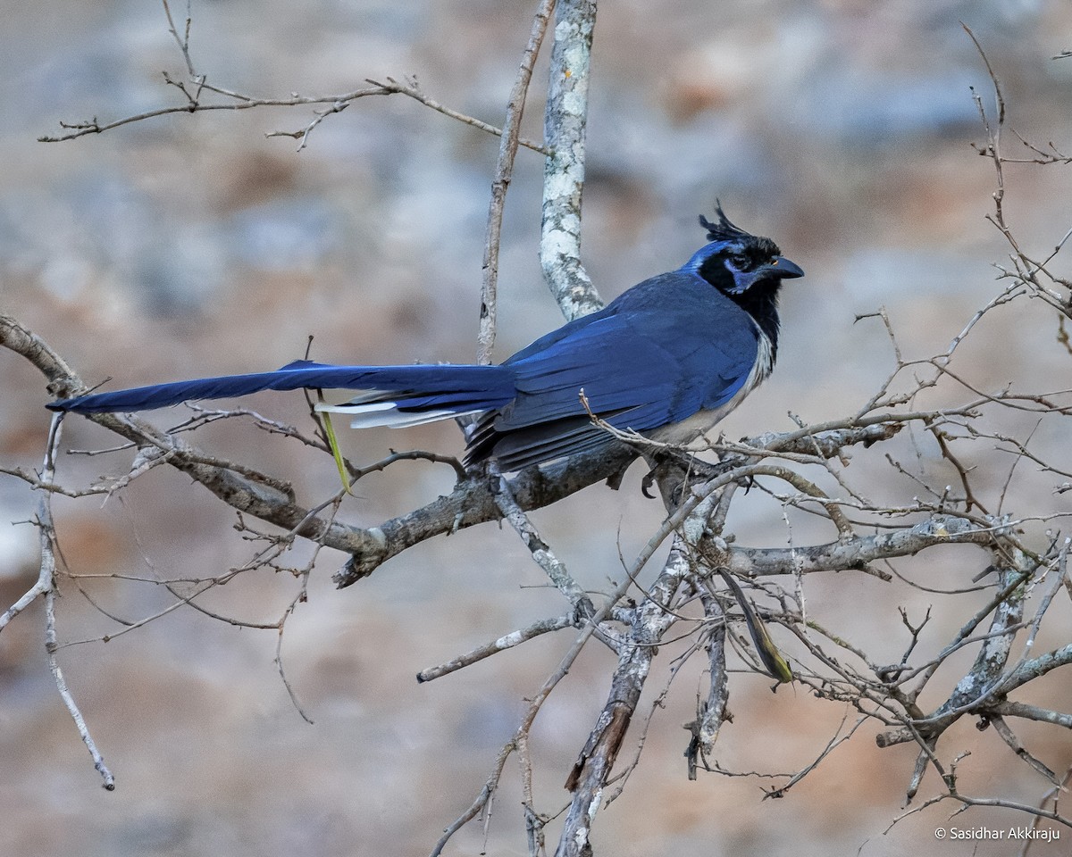 Black-throated Magpie-Jay - ML639692050
