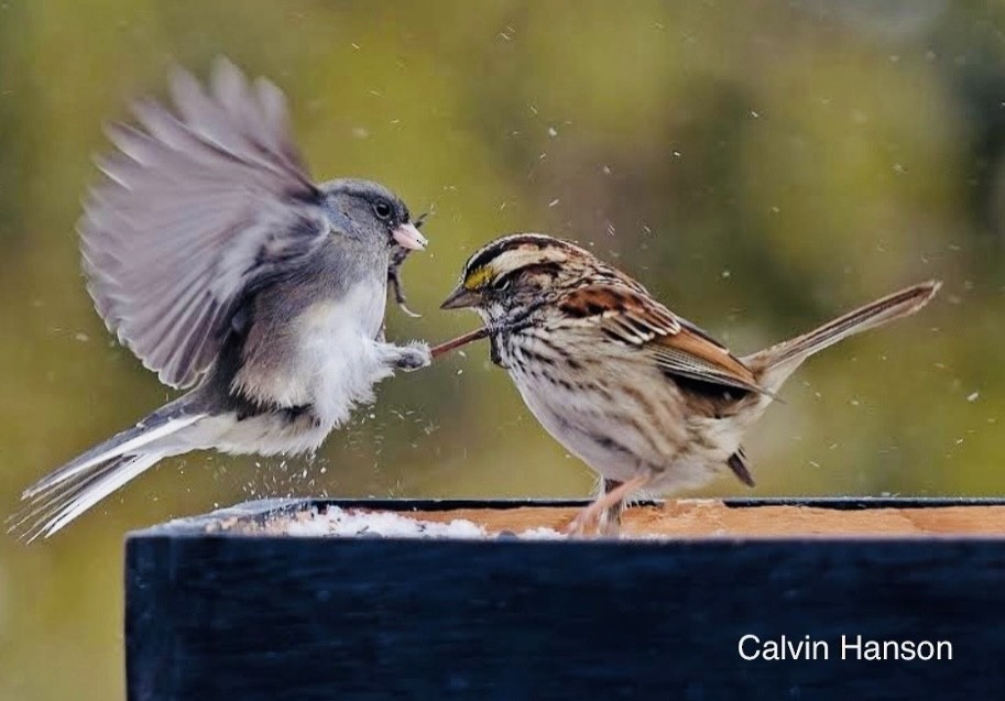 White-throated Sparrow - ML639692070