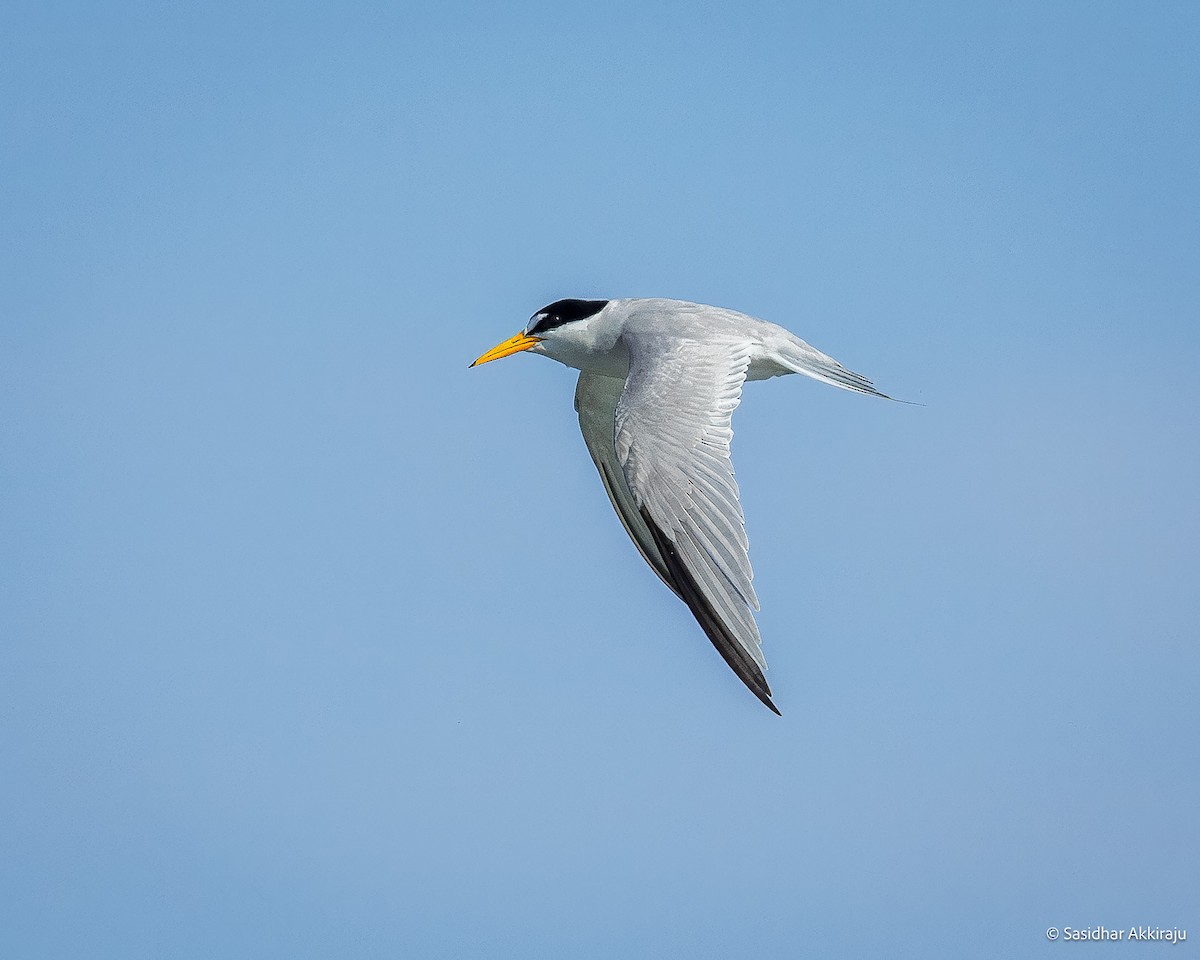 Least Tern - ML639692099