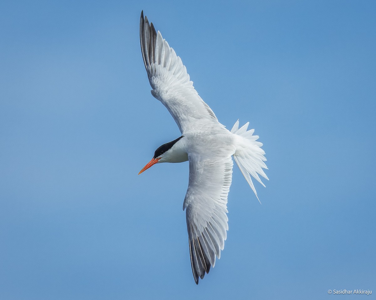 Least Tern - ML639692100