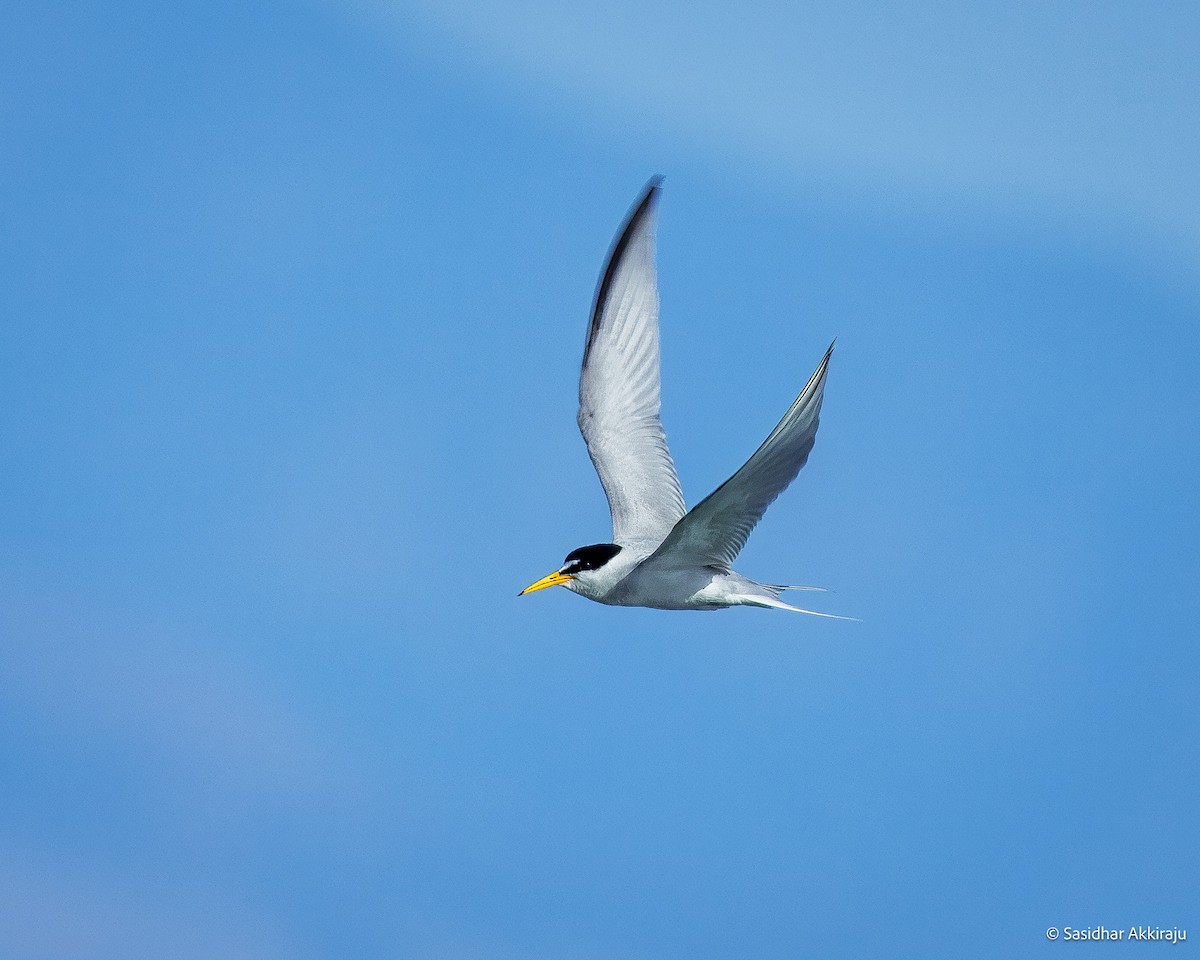 Least Tern - ML639692101