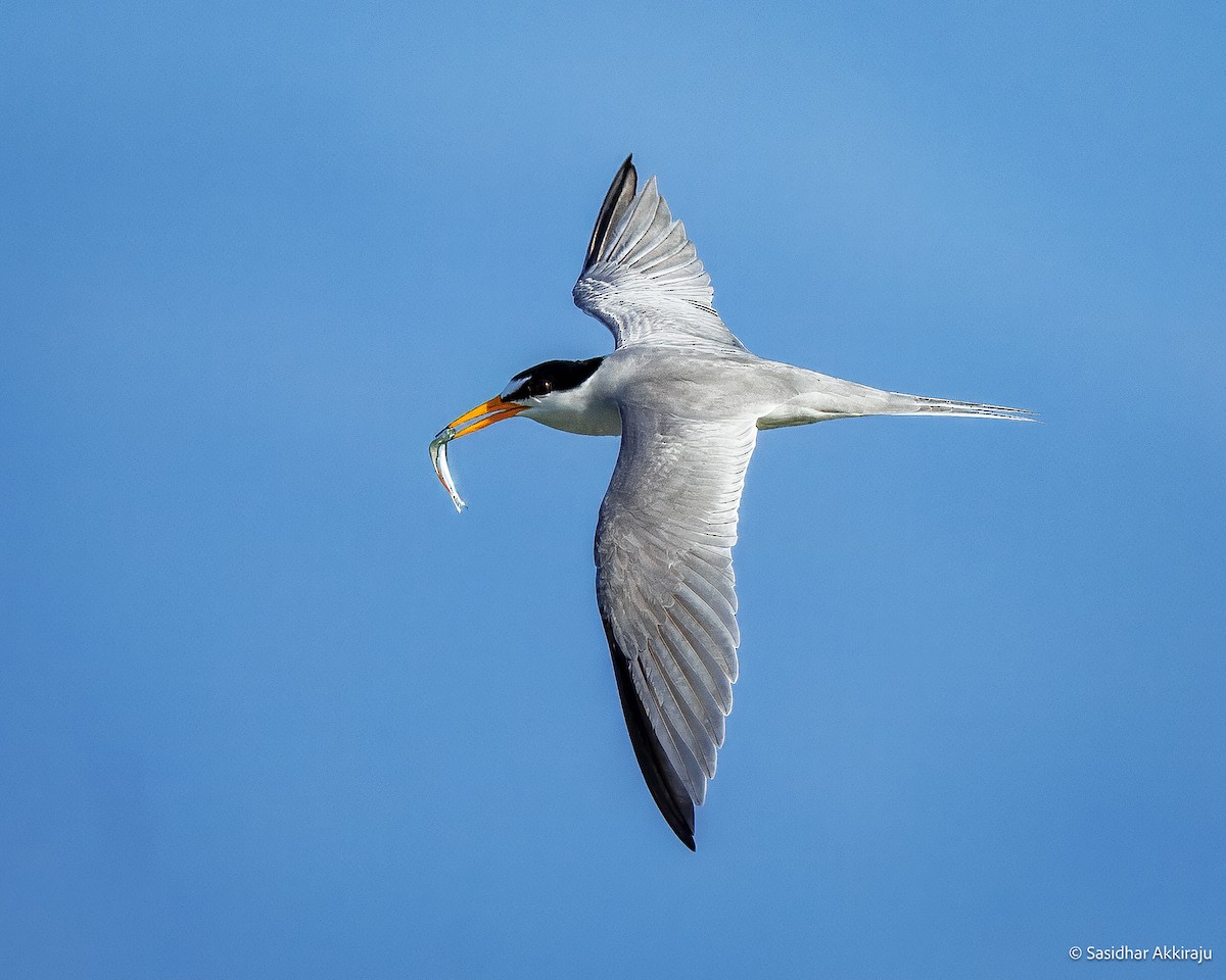 Least Tern - ML639692102