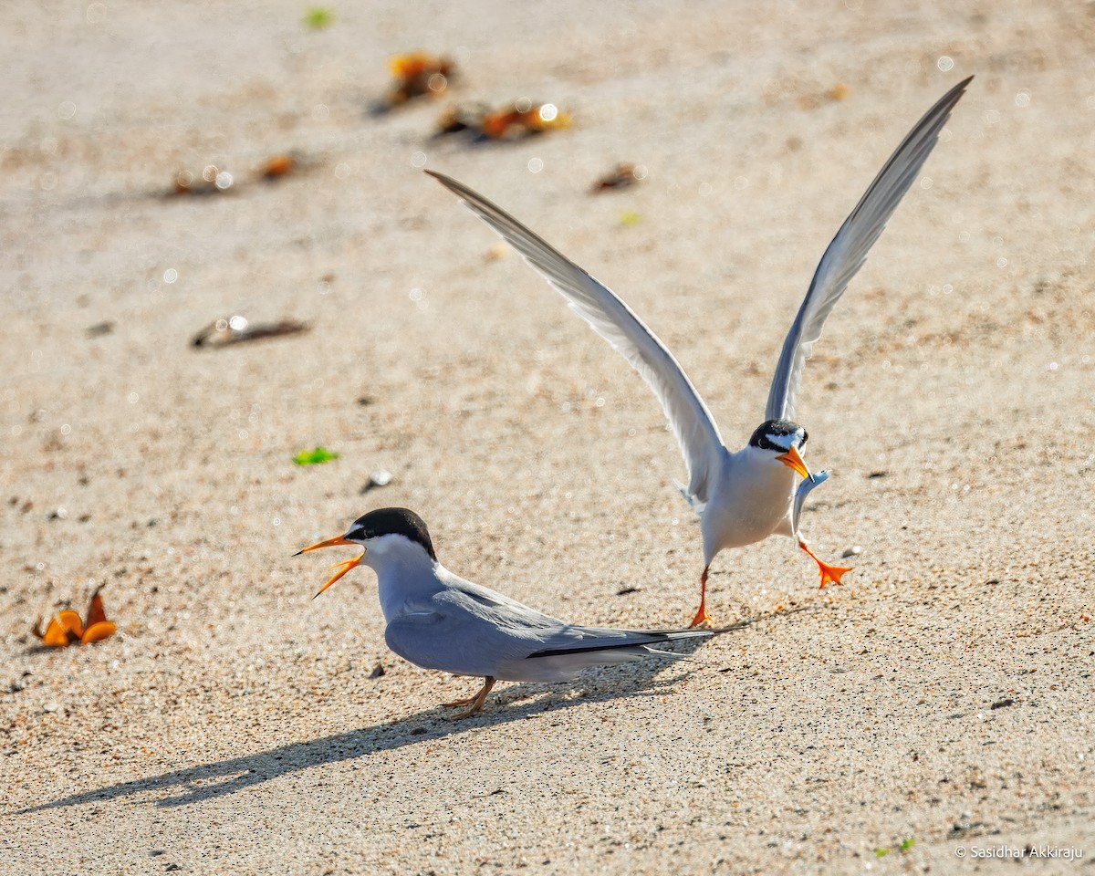 Least Tern - ML639692103