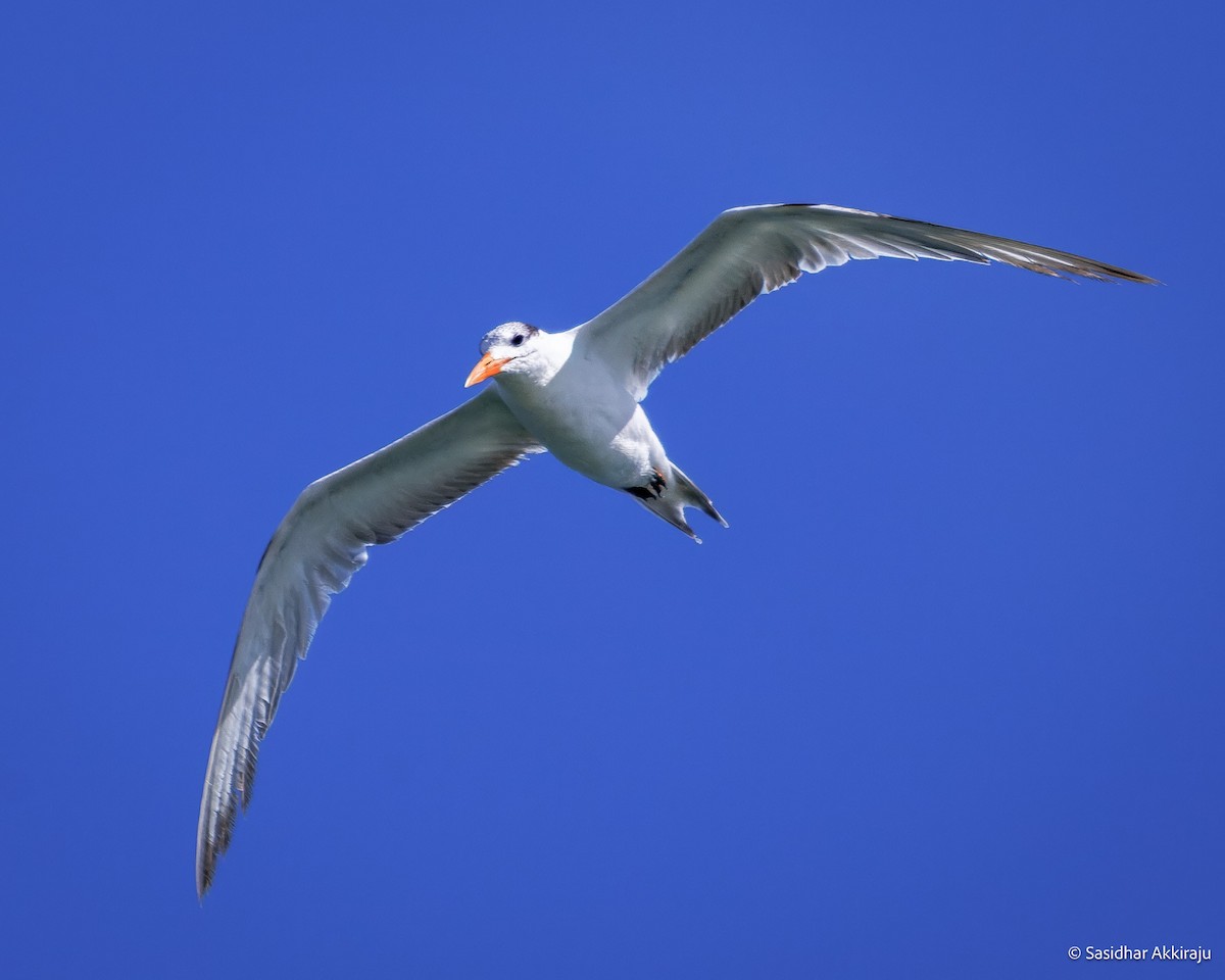 Royal Tern - ML639692109