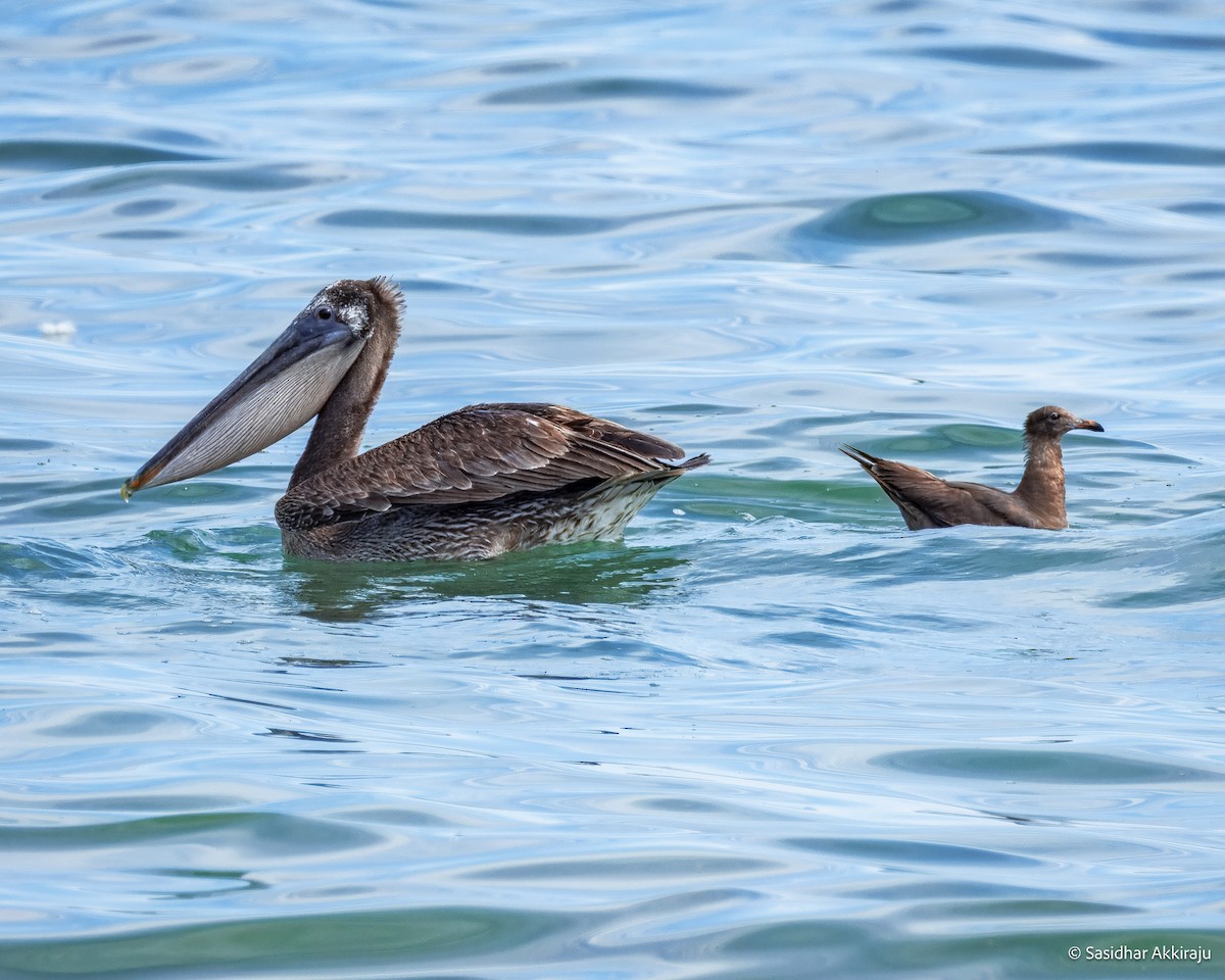 Heermann's Gull - ML639692112
