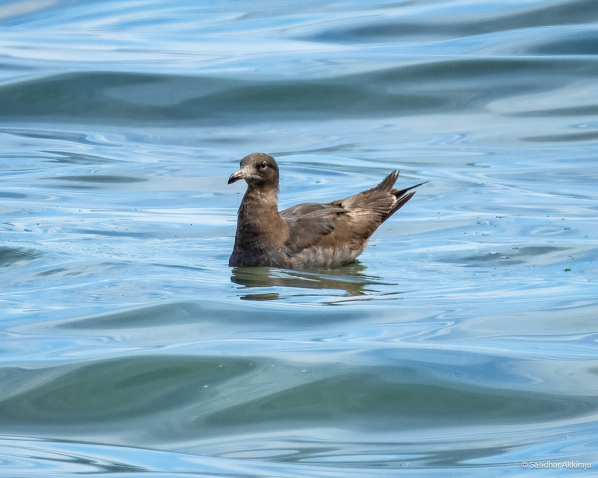 Heermann's Gull - ML639692113