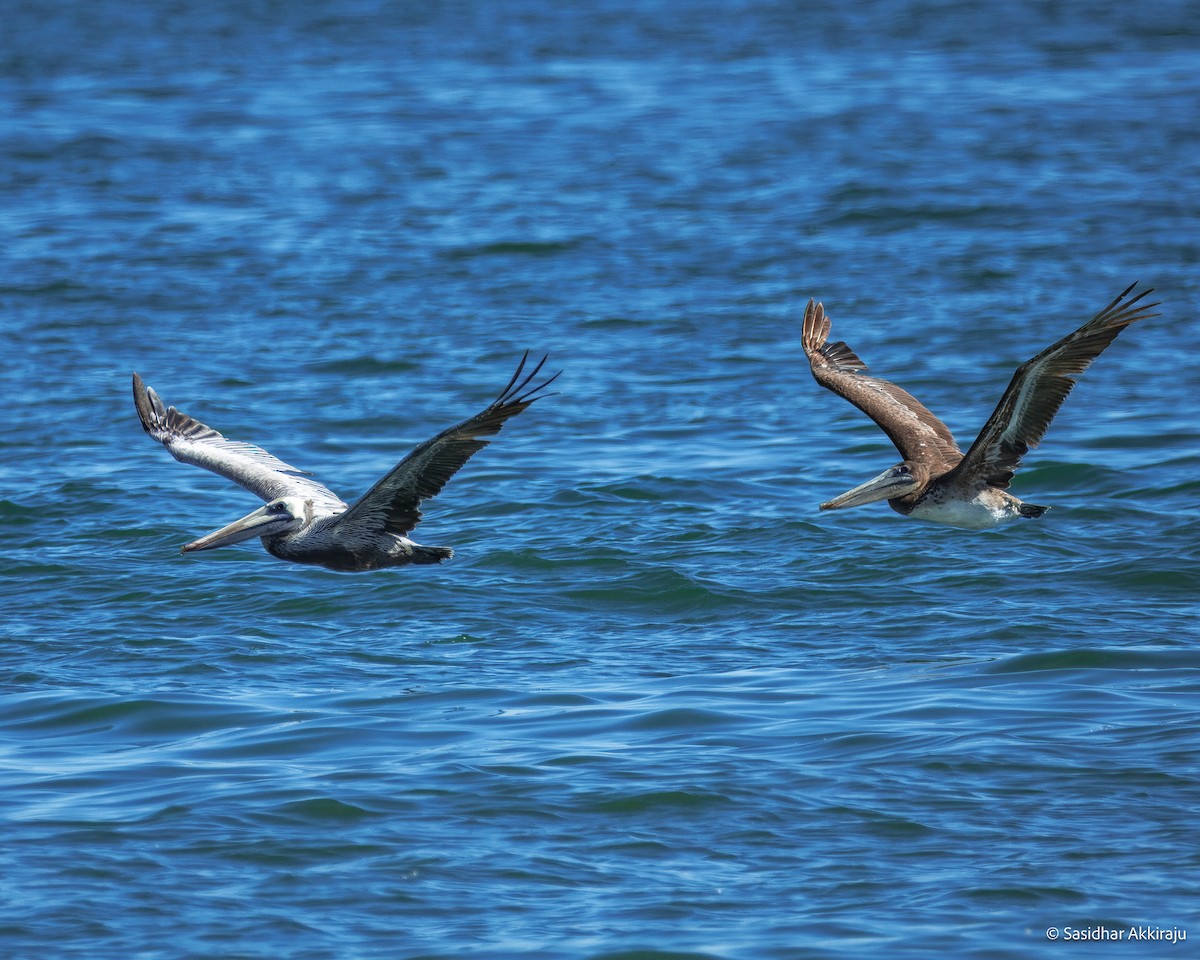 Brown Pelican - ML639692117