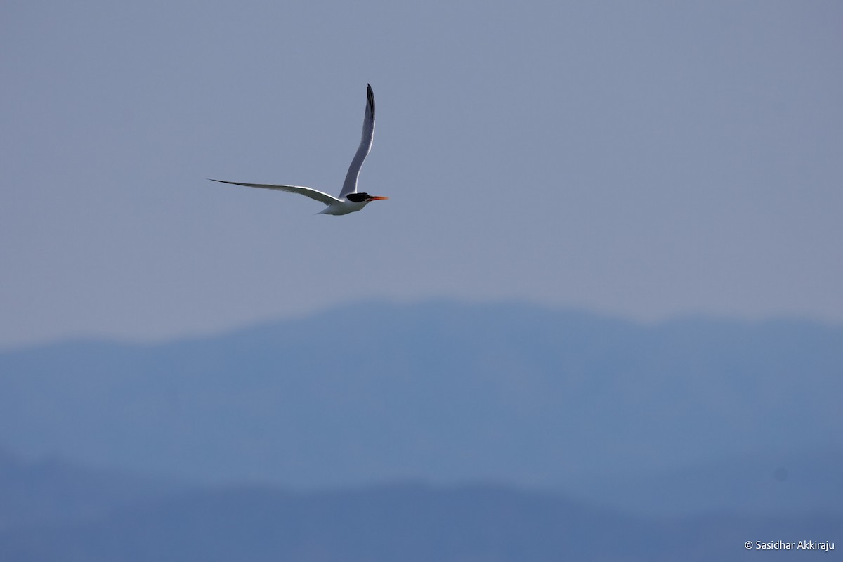 Elegant Tern - ML639692151