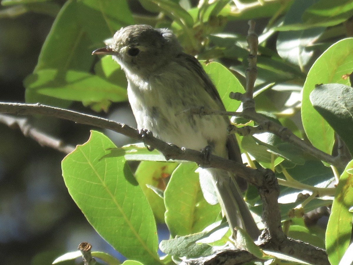Hutton's Vireo - ML639692158