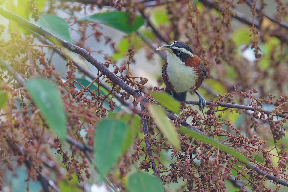 Sunda Scimitar-Babbler - ML639692160