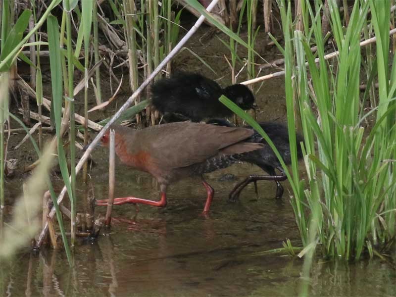 Ruddy-breasted Crake - ML639692177