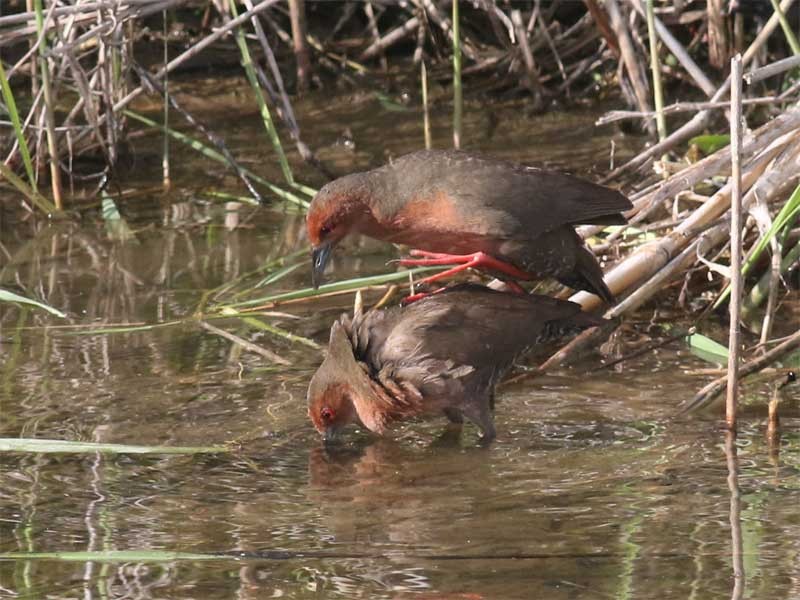 Ruddy-breasted Crake - ML639692178